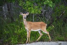 Key Deer