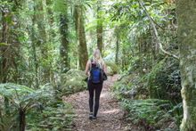 Bush walking in Lamington 