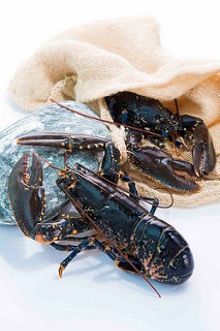 Blue Lobster - v