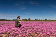 Springtime wildflowers, North East Wheatbelt