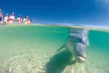 Dolphin at Monkey Mia