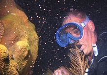  this photo, released by the Florida Keys News Bureau, Spencer Slate watches a boulder coral release gametes early Sunday, Aug. 21, 2011, off Key Largo, Fla., in the Florida Keys National Marine Sanctuary. The coral was one of many off the Keys that repro