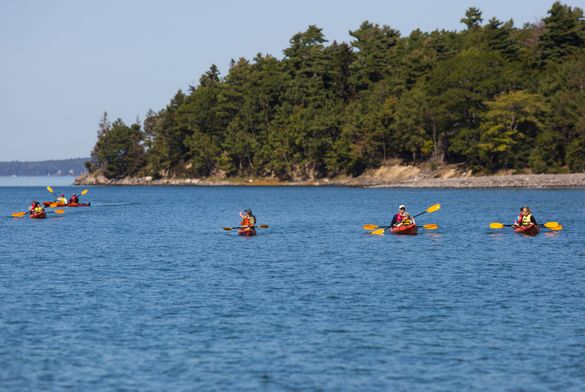 A group of kayakers paddle the Maine coast. 