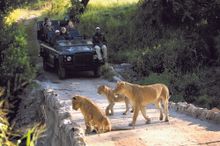 Seeing lions on safari in South Africa’s Kruger National Park 