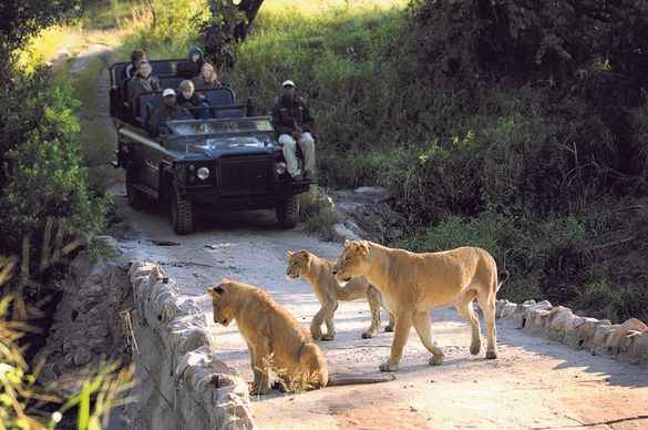 Seeing lions on safari in South Africa’s Kruger National Park 