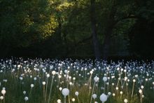 Cheekwood_Field of Light_2013.