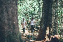 Walking through Gold Coast Hinterland