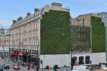 The Living Wall at The Rubens at the Palace
