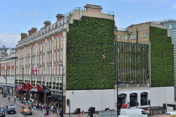 The Living Wall at The Rubens at the Palace