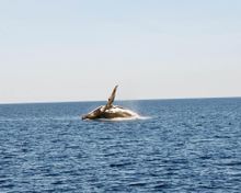 Humpback Whale