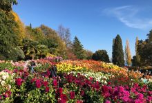 Dahlia_Garden_Insel_Mainau