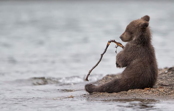 Young bear cub in Kamchatka, Russia. Marco Urso/tpoty.com