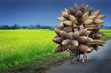 Man transporting bamboo fishing baskets, Tất Viên, Vietnam. Ly Hoang Long/tpoty.com