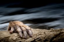 Snow monkey, Jigokudani Monkey Park, Yamanouchi, Nagano Prefecture, Japan.  Johan Siggesson/tpoty.com
