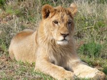 King the Lion Cub