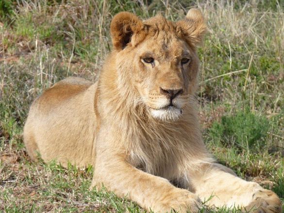 King the Lion Cub