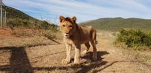 King the Lion Cub