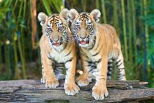 Dreamworld Tiger Cubs Melati and Mya