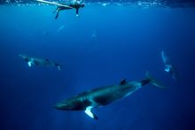 Dwarf Minke Whales