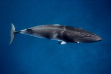 Swimming with Dwarf Minke Whales