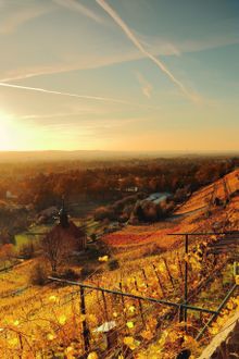 Vineyards in autumn, Pillnitz near Dresden