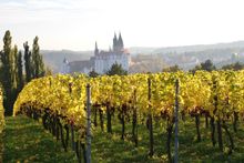 Schloss Proschwitz vineyard view towards Albrechtsburg Castle in Meissen