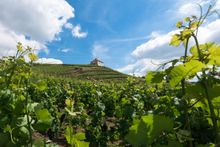 Vineyards in Seusslitz