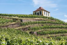 Vineyards in Seusslitz