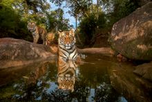 14-month-old sibling cubs cool off in a watering hole in India's Bandhavgarh National Park, India
