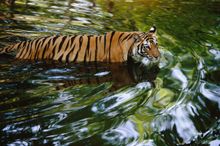 A Bengal tigress crosses a small creek in a shady area in Badhavgarh National Park, India 