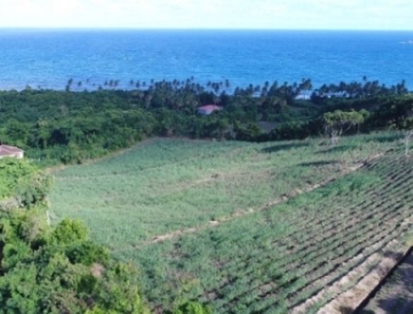 Zahlreiche neue Zuckerrohrfelder wurden auf Grenada angelegt Zahlreiche neue Zuckerrohrfelder wurden auf Grenada angelegt