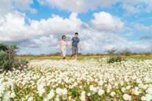 Everlastings in Carnarvon along Australia's Coral Coast