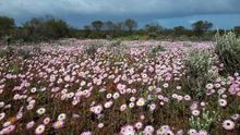 Pink Everlastings at town of Tardun