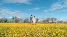 Yellow Carnarvon Everlastings in Australia's Coral Coast