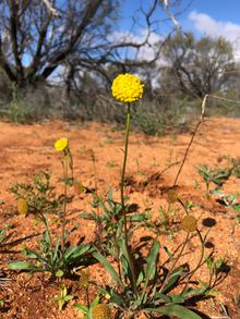 Wooleen Station Wildflowers - golden billy buttons