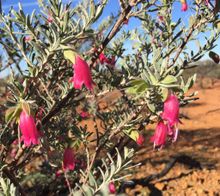 Wooleen Station Wildflowers - eremophilas