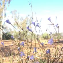 Wooleen Station Wildflowers
