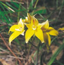 Cowslip Orchid in Kalbarri National Park