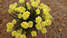 Fan Flowers at Lesueur National Park