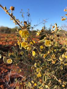 Wooleen Station Wildflowers