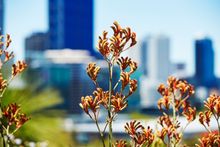 Kings Park and Botanical Garden