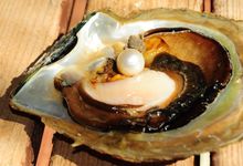Willie Creek Pearl Farm
