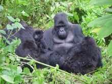 Mountain Gorillas in Rwanda