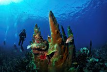 Belize Coral Reef