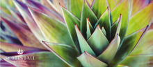 ExperienceScottsdale.com