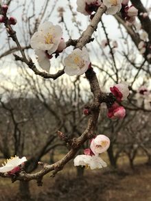 Early cherry blossom at Pine Crest Orchard