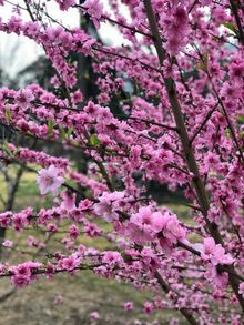 Early peach blossom