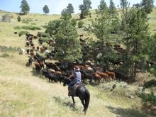 New Haven Working Ranch, Wyoming