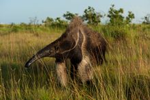 Der Große Ameisenbär ist ein Einzelgänger