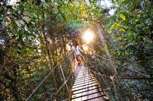OReillys Tree Top Walk